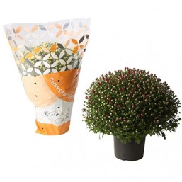 Chrysantheme P17 mix couleurs