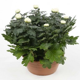 Derigee Coupe 27cm 9 Fleurs