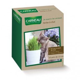 Herbe à chat