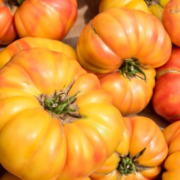 Tomate ET