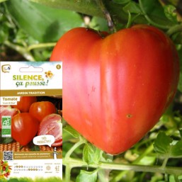 Tomate SCP