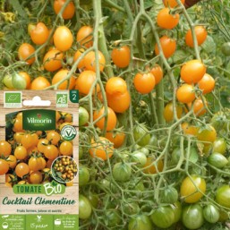 Tomate Vil