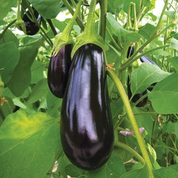 Aubergine ET