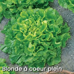 Chicoree Scarole ET