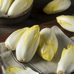 Chicoree Witloof ET