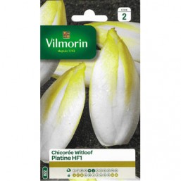 Chicoree Witloof V