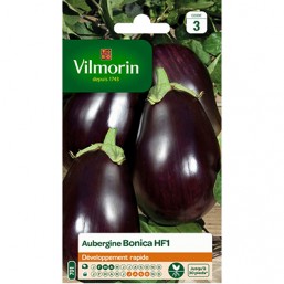 Aubergine V