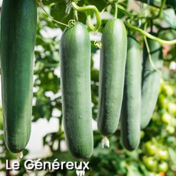 Concombre ET