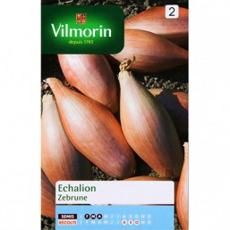 Oignon Echalion V