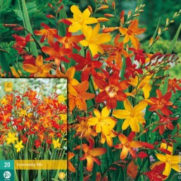 20 Crocosmia Mi6/7