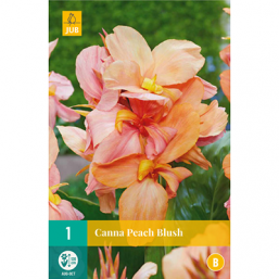 1 Canna Peach Blush
