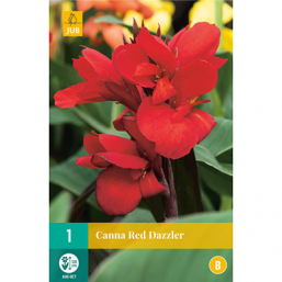 1 Canna Red Dazzler