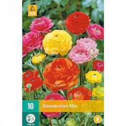 10 Ranunculus Mivj