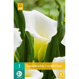 1 Zantedeschia Chrystal Clear