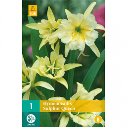 1 Hymenocallis Sulphur Queen