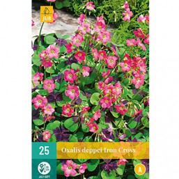 25 Oxalis Deppei Iron