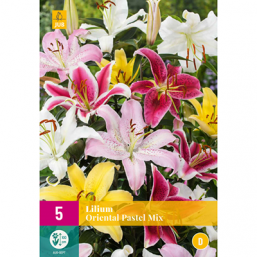 5 Lilium Oriental Pastel Mix