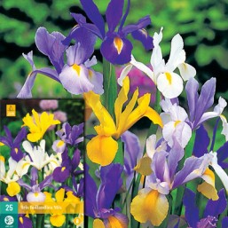 25 Iris Hollandica Mivj 7/8