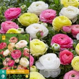 10 Ranunculus Pastel Mix 6/7