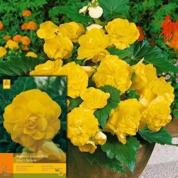 3 Begonia Grandiflora Yellow