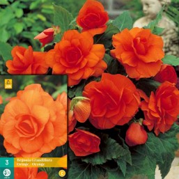 3 Begonia Grandiflora Orange
