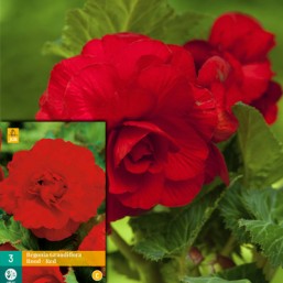 3 Begonia Grandiflora Red 5/6