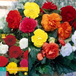 5 Begonia Grandiflora Mix 5/6