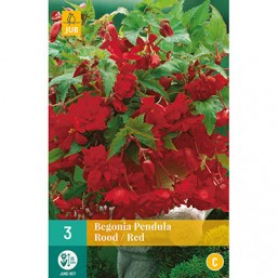 3 Begonia Pendula Rouge