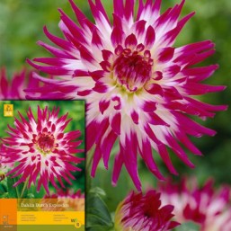 1 Dahlia Dutch Explosion I