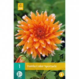1 Dahlia Color Spectacle