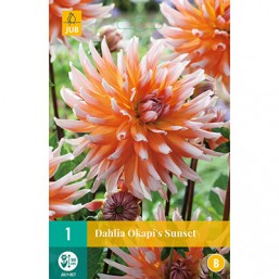1 Dahlia Okapi 'Sunset