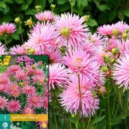 1 Dahlia Park Princess I