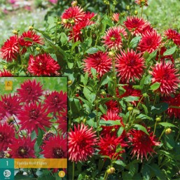 1 Dahlia Red Pigmy I