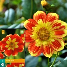 1 Dahlia Pooh I