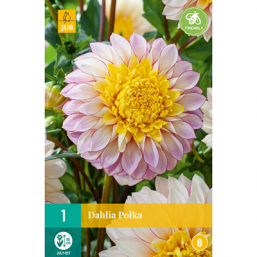 1 Dahlia Polka