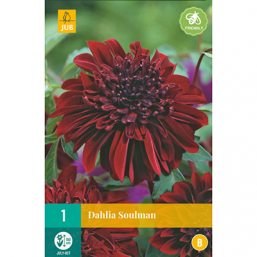 1 Dahlia Soulman