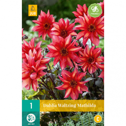 1 Dahlia Waltzing Mathilda
