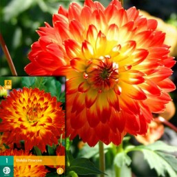 1 Dahlia Procyon I
