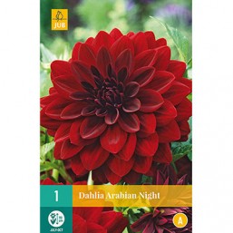 1 Dahlia Arabian Night 