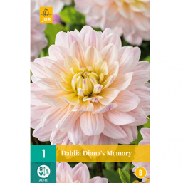 1 Dahlia Diana's Memory