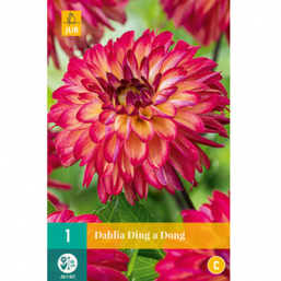 1 Dahlia Ding A Dong 