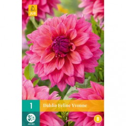 1 Dahlia Feline Yvonne 