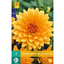 1 Dahlia Glory Van Noordwij