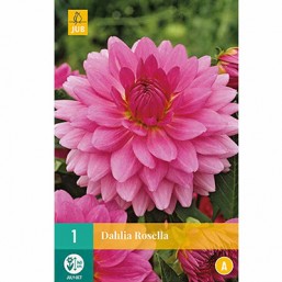 1 Dahlia Rosela 