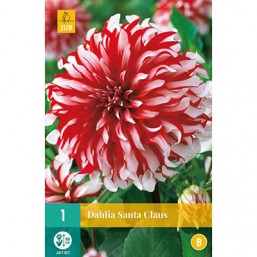 1 Dahlia Santa Klaus 