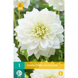 1 Dahlia White Perfection