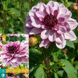 1 Dahlia Creme de Cassis I