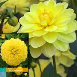 1 Dahlia Glory Of Heemstede