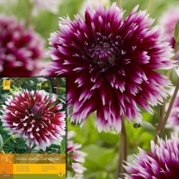 1 Dahlia Alauna Clair Obscur