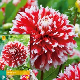 1 Dahlia Noel I